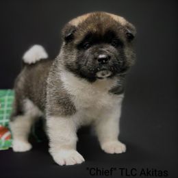 Chief - Black, fawn undercoat male Akita puppy in Chillicothe, Missouri from TLC Akitas