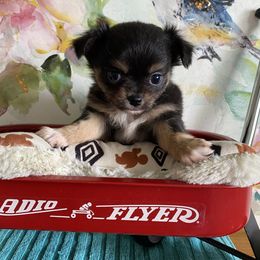 Loki - Chocolate sabled fawn male Chihuahua puppy in Red Bluff, California from Aye Chihuahua