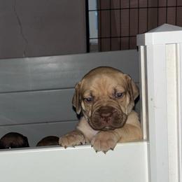 Liver - Brown male Boerboel puppy in Flemingsburg, Kentucky from Aussgardian Boerboels