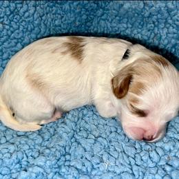 Ethan - Blenheim male Cavapoo puppy in Fort Worth, Texas from Creekwood Miniature Cavapoos