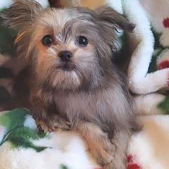 Copper - Sable male Mi-Ki puppy in Toronto, Ohio from Shekinah’s Mi-Kis & Cricket Hill’s Westies