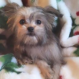 Copper - Sable male Mi-Ki puppy in Toronto, Ohio from Shekinah’s Mi-Kis & Cricket Hill’s Westies