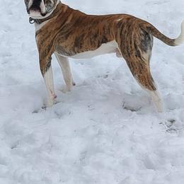 Mac - American Bulldog