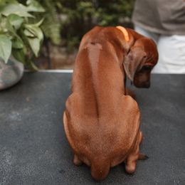 Rhodesian Ridgeback Puppies from African Legends Rhodesian Ridgebacks