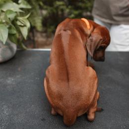 Rhodesian Ridgeback Puppies from African Legends Rhodesian Ridgebacks