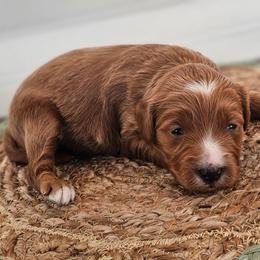 Luna - Red  female Goldendoodle puppy in Connersville, Indiana from Dessie's Doodles