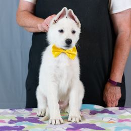 Berger Blanc Suisse Puppies from Moro Shepherds