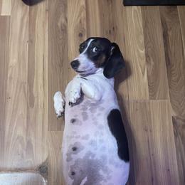 Maci - Dachshund