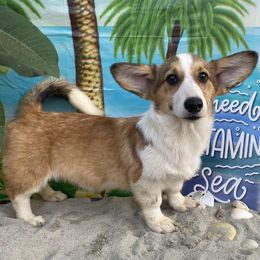American Corgi and Pembroke Welsh Corgi Puppies from SoCal Native Corgis