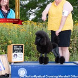 Marshall - Poodle