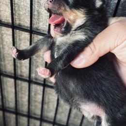 Rosa Bella - Black and tan parti female Pomeranian puppy in Harrisonville, Missouri from Cindy's Pomeranians