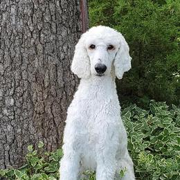 Poodles from TNT Poodles