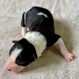 Sadie - Black and white female Border Collie puppy in Rickman, Tennessee from Roaring River Border Collies