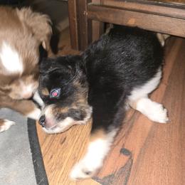 Rollo - Black tri male Miniature Australian Shepherd puppy in Arlington, Texas from CopperHead Aussies