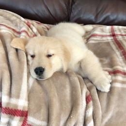 Golden Retriever and Labrador Retriever Puppies from Emerald Knoll