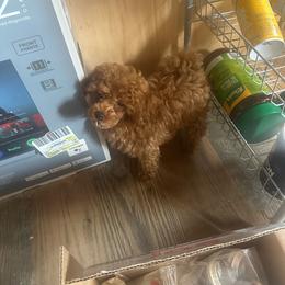 Rocky - Red  male Poodle puppy in Hardinsburg, Indiana from KC Recherche'