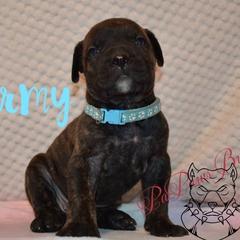Stormy - Tiger female Perro de Presa Canario puppy in El Paso, Texas from PaPaws Gotta Love It Kennels