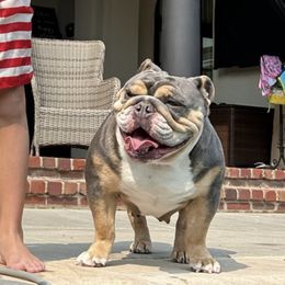 Georgia - Bulldog