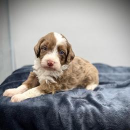 Truffle - Merle male Bernedoodle puppy in Danielsville, Georgia from Meg's Doodles and Poodles