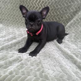 Girl 1 - Black female Companion Cross puppy in Ludowici, Georgia from Royal Destiny Kennels