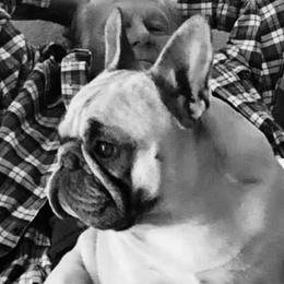 French Bulldogs from Shelly Fernandez's French Bulldogs