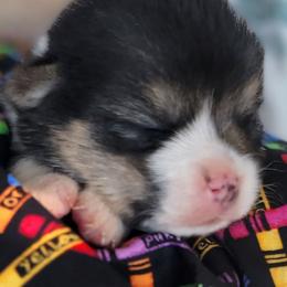 Crayola bandana boy - Black and tan male Pembroke Welsh Corgi puppy in Cherokee, Oklahoma from MCS Farms-OK
