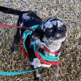 Bubbles - Chihuahua