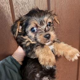 Linus (LKN069726-TdM) - Black and tan male Yorkshire Terrier puppy in Gatesville, Texas from KontryKritterz Yorkies
