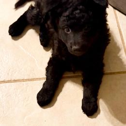 Biscotti - Black male Mudi puppy in Benson, Arizona from Twisted Acres Border Collies and Mudi