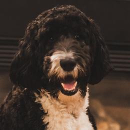 Bernedoodles and Labradoodles from Doodletown