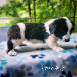 Girl 2 - Black and white female Cardigan Welsh Corgi puppy in Natchitoches. La, Louisiana from Bleu Bayou Corgis
