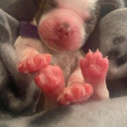 English Springer Spaniel Puppies from M L Springers