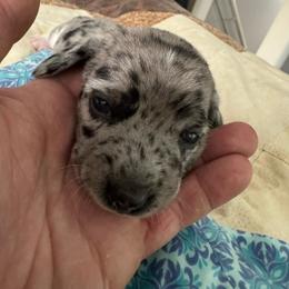 Buzz - Dapple male Dachshund puppy in Mount Airy, North Carolina from Mayberry Dachshunds