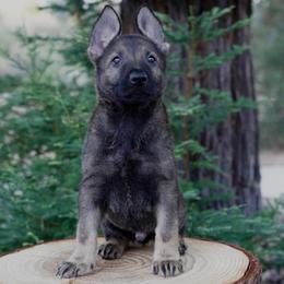 Kyro - Sable male German Shepherd puppy in Coarsegold, California from Yosemite Shepherds