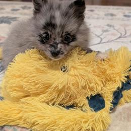 Gabby - Blue merle female Pomeranian puppy in Danielsville, Georgia from PassionatePomPoms