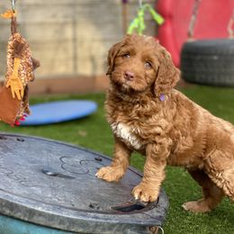 Australian Labradoodle Puppies from Cascade Canyon Labradoodles