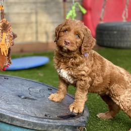 Australian Labradoodle Puppies from Cascade Canyon Labradoodles