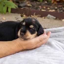 Hook - Black and cream male Dachshund puppy in Ramona, Oklahoma from Schmitt Dachshunds