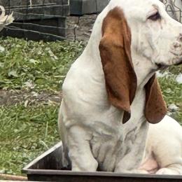 Basset Hounds from Blessed Bassets