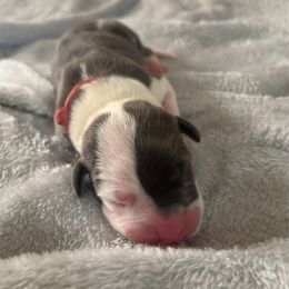 Hela - Mantle female Great Dane puppy in Cda, Idaho from Great Wood Danes