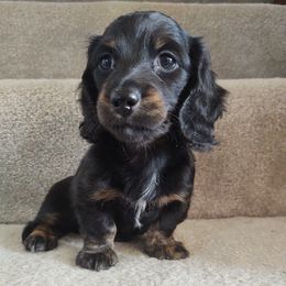Dachshund and Goldendoodle Puppies from Rustic Acres Dachshunds & Doodles