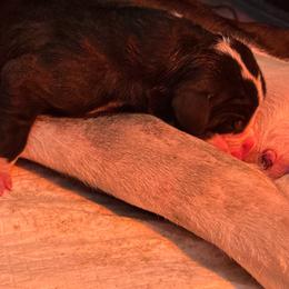 Rune - Mantle male Great Dane puppy in Cadillac, Michigan from Garrow Danes House of Blues