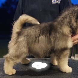 Alaskan Malamute Puppies from Coon Creek Alaskan Malamutes