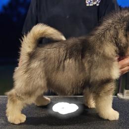 Alaskan Malamute Puppies from Coon Creek Alaskan Malamutes