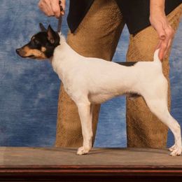 Tumtum - Toy Fox Terrier
