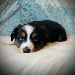 Sweetie - female Miniature Australian Shepherd puppy in Opelika, Alabama from Haden’s Mini Aussies