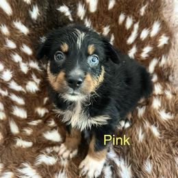 Pink - Black tri-color female Australian Shepherd puppy in Jesup, Georgia from Painted Platinum Kennel Golden Retrievers & Australian Shepherds