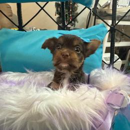 Boy 2 - Chocolate and tan male Yorkshire Terrier puppy in Milton, Florida from Sassenach Yorkie Kennels