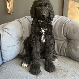 Goldendoodle Puppies from Amy’s Goldendoodles