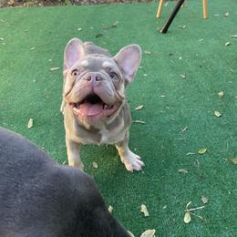 Charlotte - Tricolors female French Bulldog puppy in Melbourne, Florida from cgo